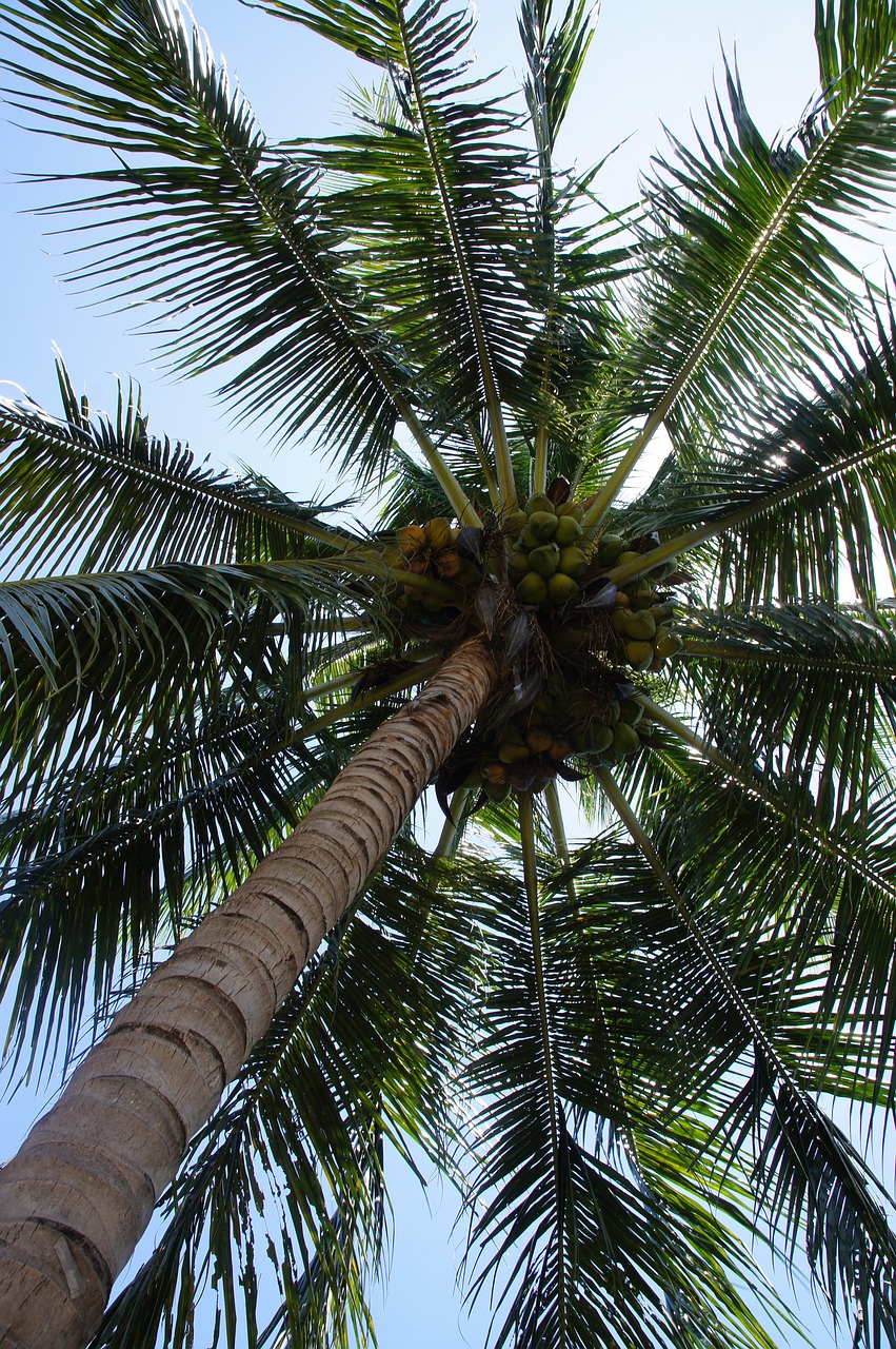 palm, palm tree, palm trees-184387.jpg